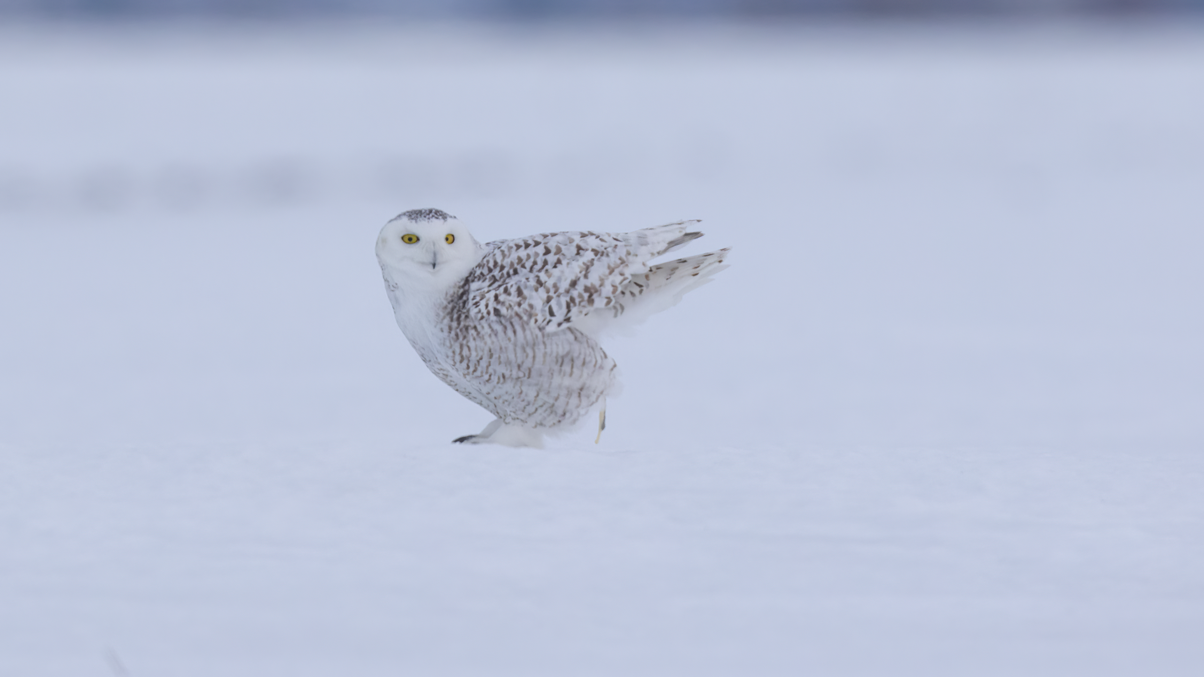 Snowy Owl